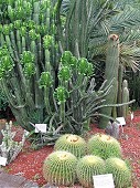 Cactus in Royal Botanic Gardens
